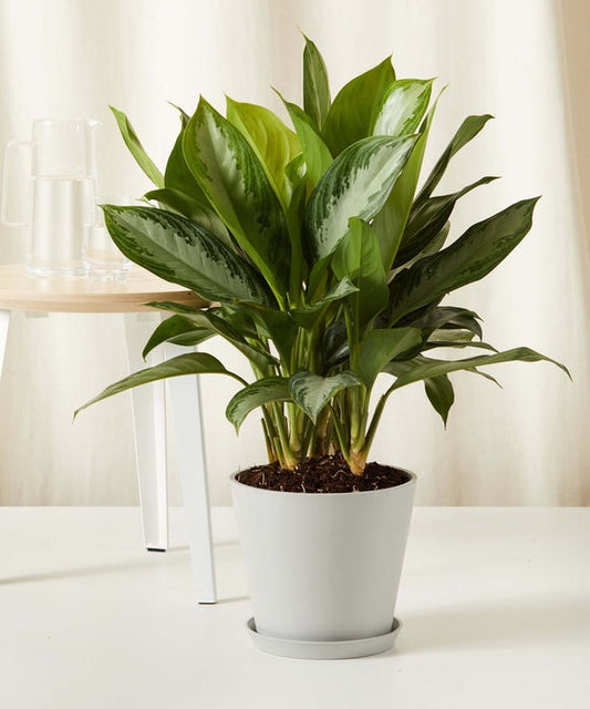 Aglaonema Silver Bay
