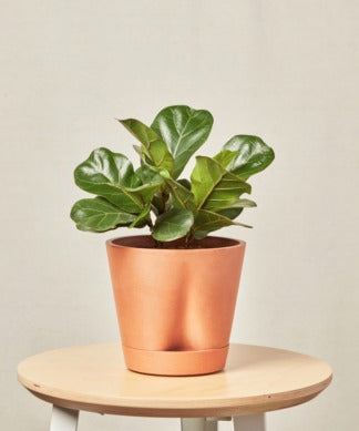 Plants Made Simple