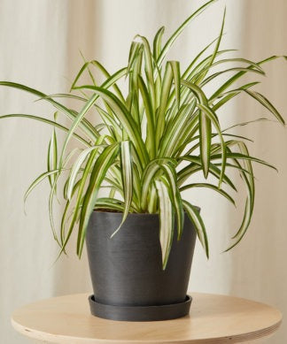 Freshen your home with lush, air-purifying plants that clean the air and bring natural beauty to any space.