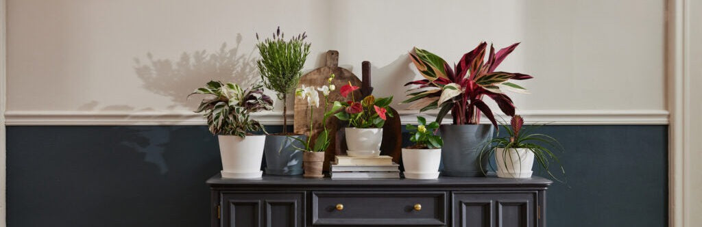 Indoor Plant Bundles