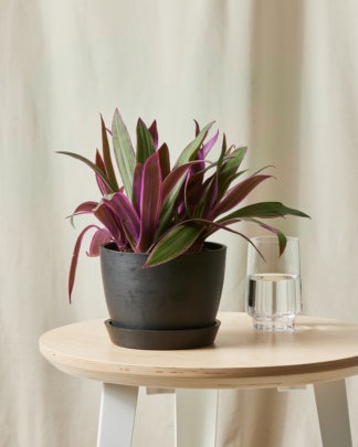 Plants Made Simple
