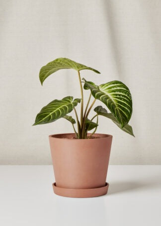 Plants Made Simple
