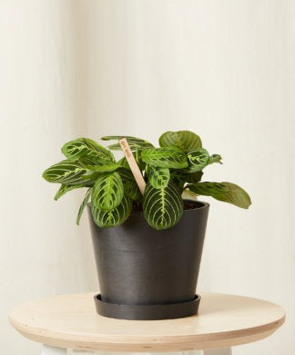 Plants Made Simple