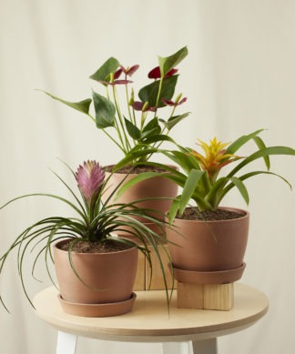 Indoor Plant Bundles