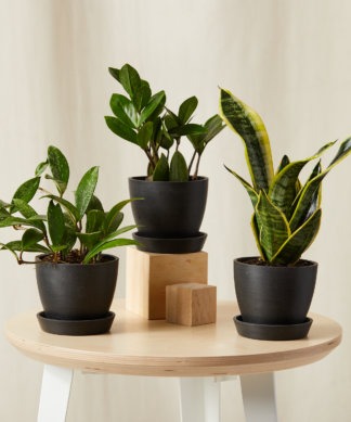 Plants Made Simple