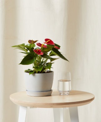 Plants Made Simple
