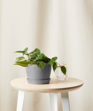 Plants Made Simple