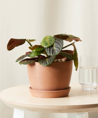 Plants Made Simple