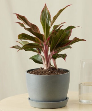 Plants Made Simple