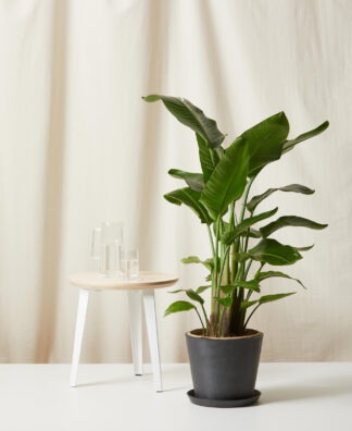 Plants Made Simple